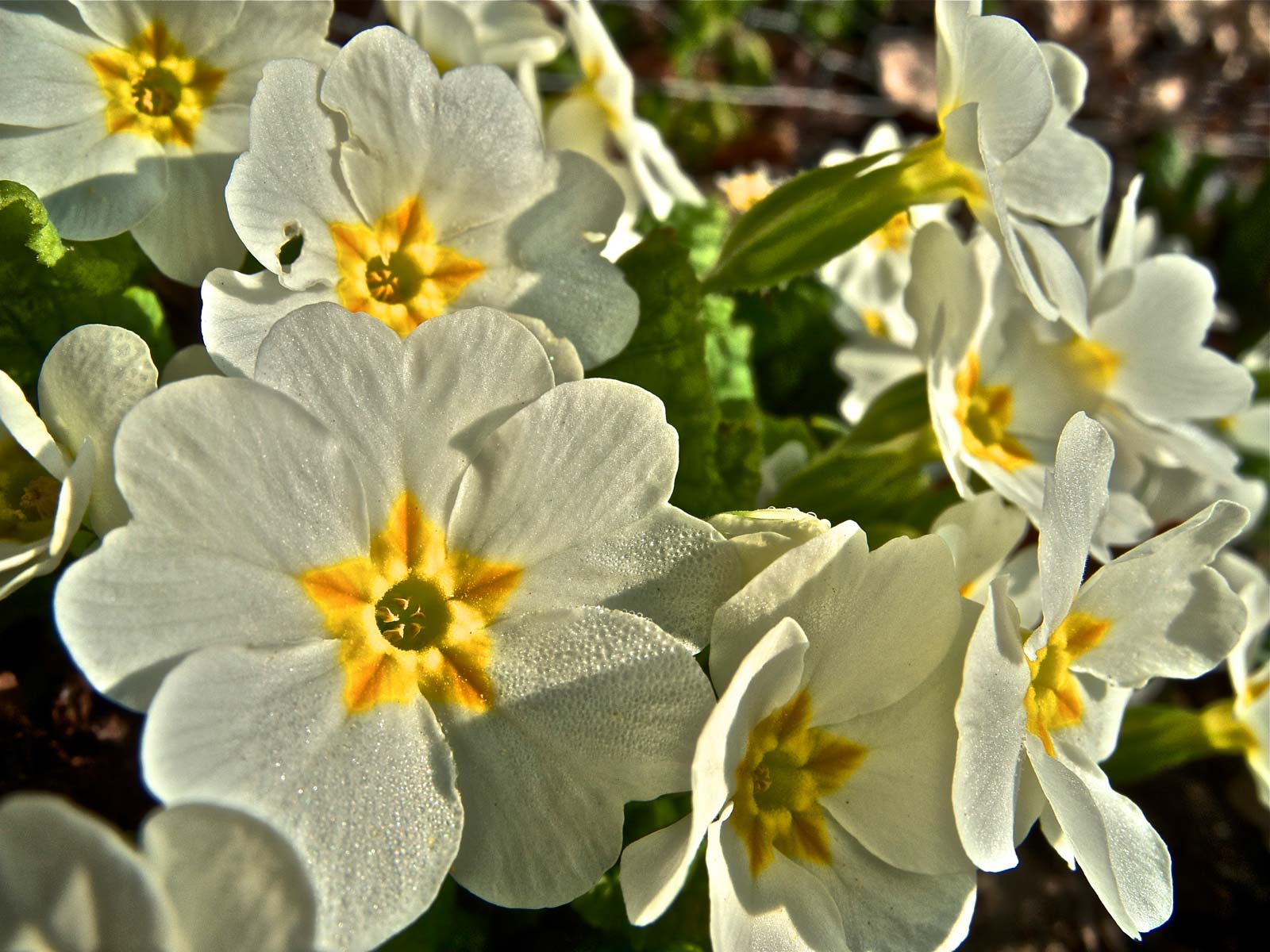 Pflanzenwelten « Verein Freunde des Botanischen Gartens Bielefeld e. V.