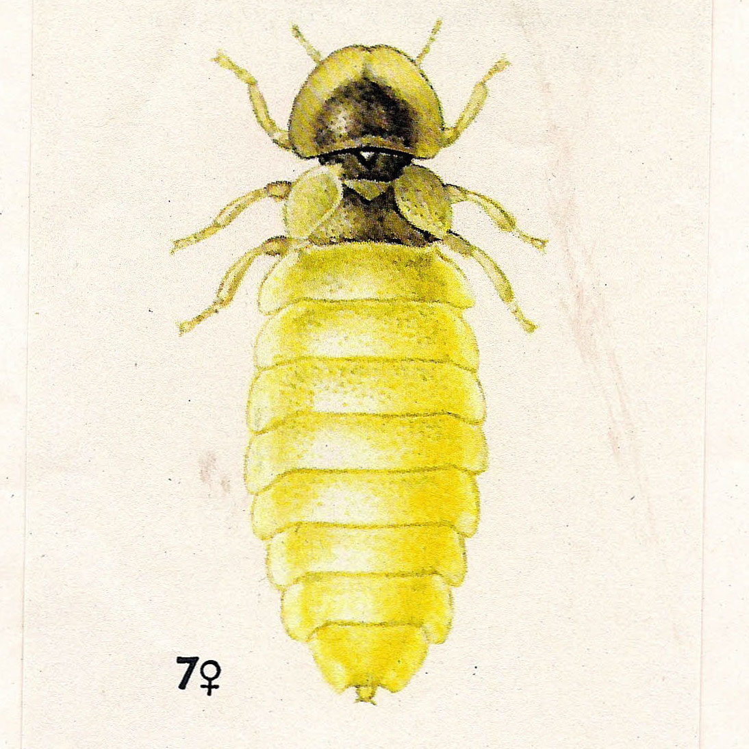 GlühwürmchenFührung « Verein Freunde des Botanischen Gartens Bielefeld